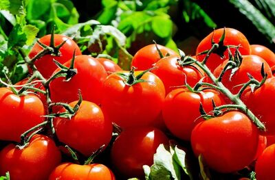 Tomato Scientific Articles
