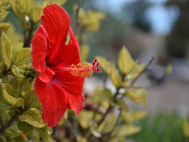 Hibiscus Flower Health benefits - ハイビスカスの花の健康上の利点