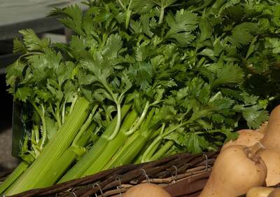 Celery Scientific Articles