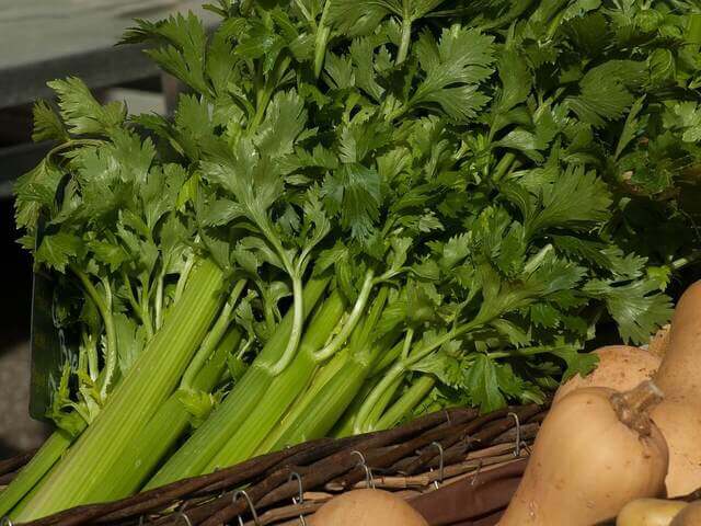 Celery - セロリ